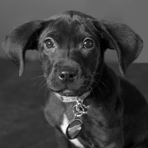 Fundraising Page: Rhett Furlong